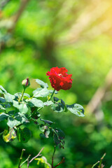 Red rose flowers beautiful in Green garden