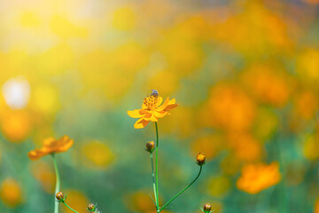 Yellow Cosmos flowers with bee beautiful in Green garden ,Beautiful flower in the spring