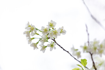 Sakura blossom beautiful flowers at Doi Ang Khang, Chiang Mai Thailand Province, Sakura in Thailand