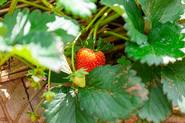 Fruitful strawberry tree fresh red strawberry Big fruit in the garden on the top of the mountain