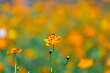 Yellow Cosmos flowers with bee beautiful in Green garden ,Beautiful flower in the spring