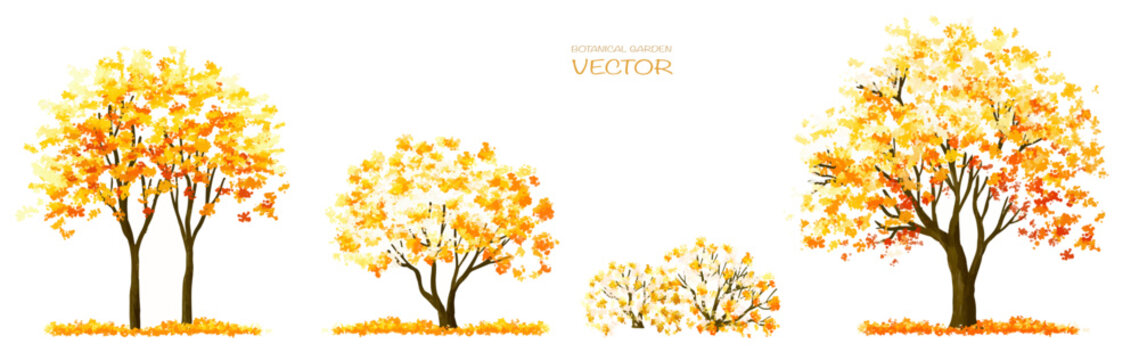 Vector watercolor blooming flower tree or forest side view isolated on white background for landscape and architecture drawing,elements for environment and garden,botanical for section in autumn   
