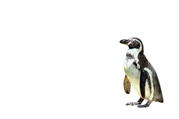 Naklejka premium Penguin isolated on transparent background png file 