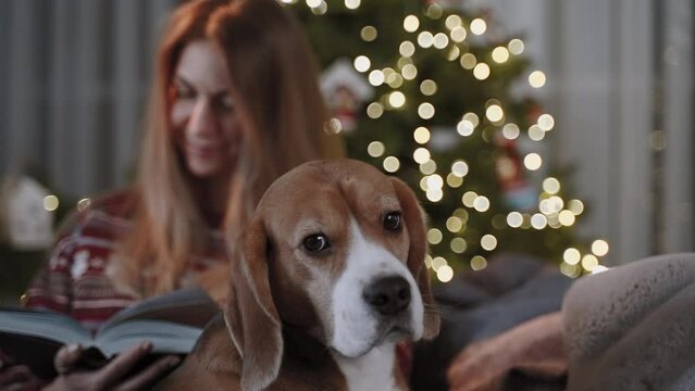 Christmas atmosphere. The camera zooms in to a dog being stroked by a beautiful woman, she is reading a book. A Christmas tree shines on a blurred background.