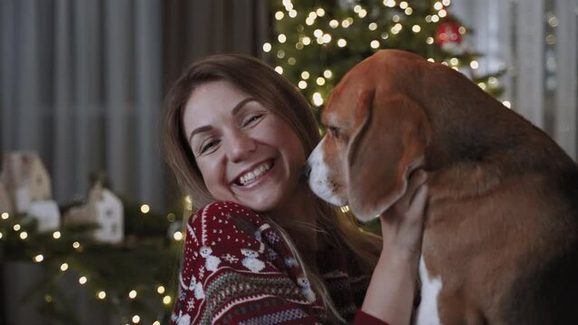 Christmas atmosphere. A cute dog sniffs his beautiful woman. A Christmas tree shines on a blurred background. The concept of the New Year's holiday.