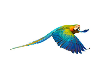 Colorful Catalina parrot flying isolated on transparent background png file