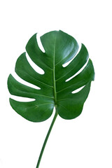 Fresh leaves of monstera plant lie on isolated white background with copy space and clipping path.