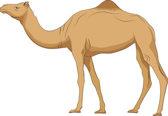 Cute camel png image