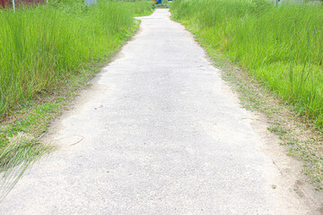 green colored grass farm on field
