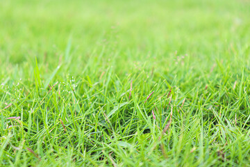 green colored grass farm on field