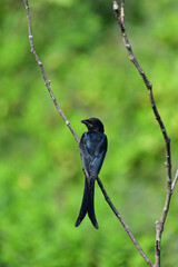black drongo on a branch