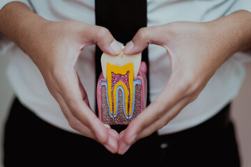 person holding tooth model