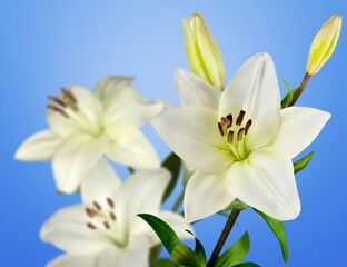 Fototapeta na wymiar White beautiful fresh Lily flower