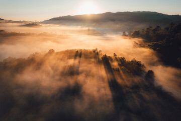 Sunrise in the forest,Orange light through morning fog in forest, high angle view
