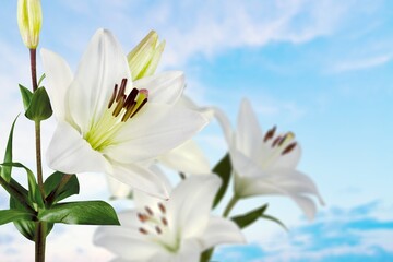 Fototapeta na wymiar White beautiful fresh Lily flower