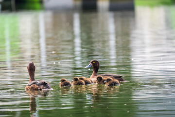 Tufted duck Family swims with their ducklings in green lake water.