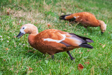The ruddy shelduck walks across the green lawn.