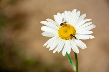 daisy in close-up with bees in its center. insects pollinating flowers. bees looking for honey on daisy flower. flower in the middle of the forest. close-up of white flower. 
