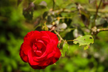 red rose in the garden