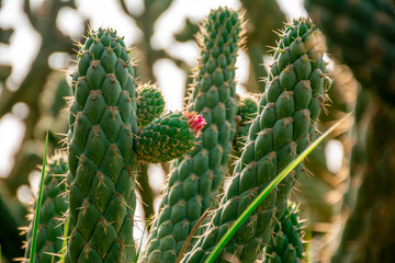 cactus in bloom. elongated cactus in hot landscape. red flower on green plant. desert landscape. growing nature. colombian flower. latin american landscape. 