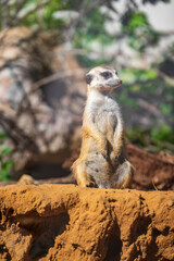 Meerkat, Suricata suricatta, on hind legs. Portrait of meerkat standing on hind legs with alert expression. Portrait of a funny meerkat sitting on its hind legs.