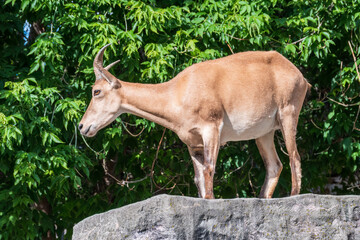 East caucasian tur, female, latin name Carpa cylindricornis.