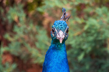 Naklejka premium Peacock, Pavo cristatus, beautifully colored male portrait