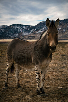 A Zonkey In A FIeld
