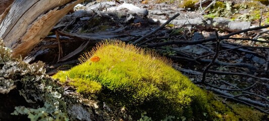 moss on the tree