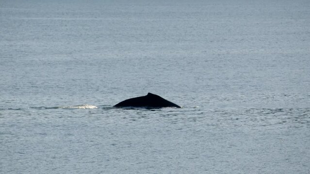 Canada inside passage,, Icy Strait Point. Pod of hump back whales, Breaching, exhaling, blowing water and diving
