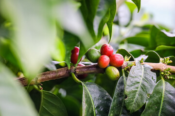 coffee beans on the tree