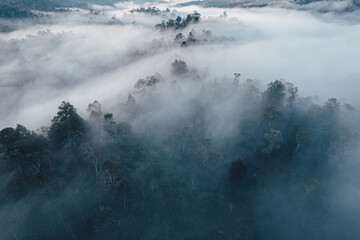 Obraz premium Mist and trees in the forest early morning,Forest fog