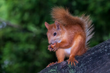 Young Squirrel sits on tree in summer. Eurasian red squirrel, Sciurus vulgaris.