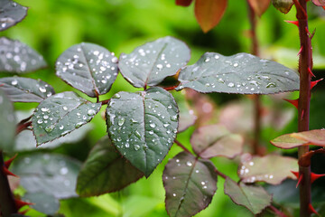 rain drops on a leaf