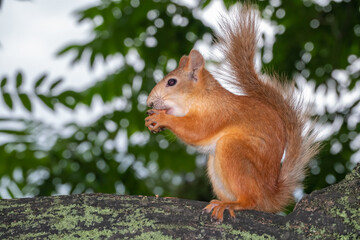 Young Squirrel sits on tree in summer. Eurasian red squirrel, Sciurus vulgaris.