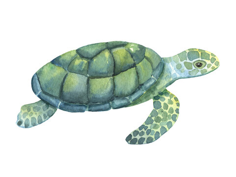 Watercolor swimming turtle isolated on white background. Hand drawn illustration of ocean or underwater animal