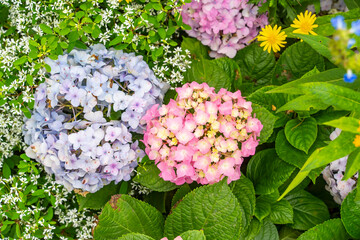 Blooming vibrant purple Hydrangea flowers in garden