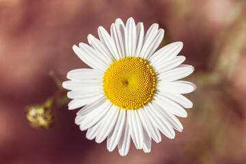 Close up of the Common Daisy or Lawn Daisy 'Bellis perennis' with bokeh background. © Joe
