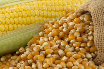 Corn kernels and fresh maize or corn on the cob