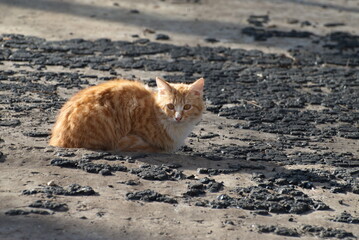 A red kitten is sitting on a concrete slab. Moscow region. Russia