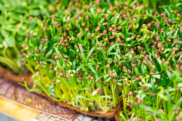 Green sprout growing from seed for healthy.