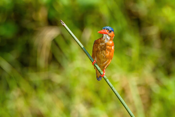 kingfisher on a branch