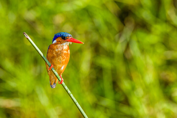 kingfisher on a branch