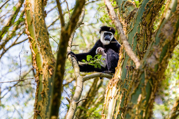 Obraz premium Black Colobus Monkey