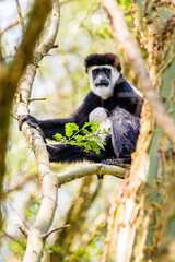Black Colobus Monkey