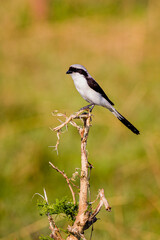 Grey Backed Fiscal