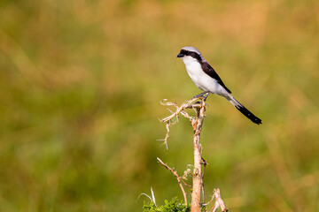 Grey Backed Fiscal
