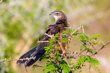 White Browed Coucal,