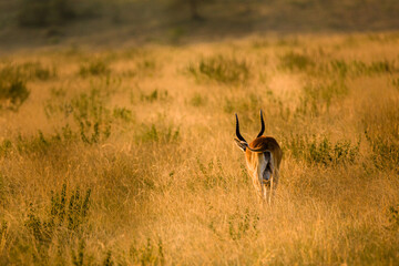 Uganda Kob in the savannah