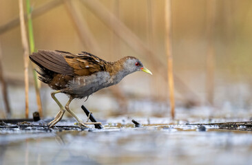 Little crake bird ( Porzana parva )